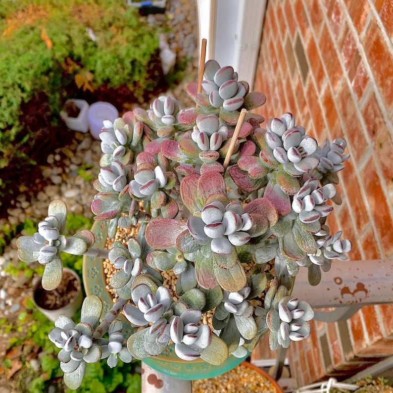 Boutique Big Rare Succulents/Cotyledon Orbiculata cv. Variegated/What You See is What You Get/Bare Root Without Soil Pot/Plants Gifts