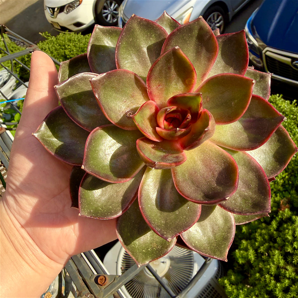 Echeveria 'Red Lantern' ~4"-5" - Boutique Rare Succulent Live Plant