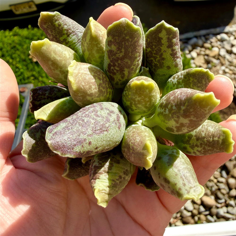 Adromischus Cooperi var. Festivus 3"-3.5"