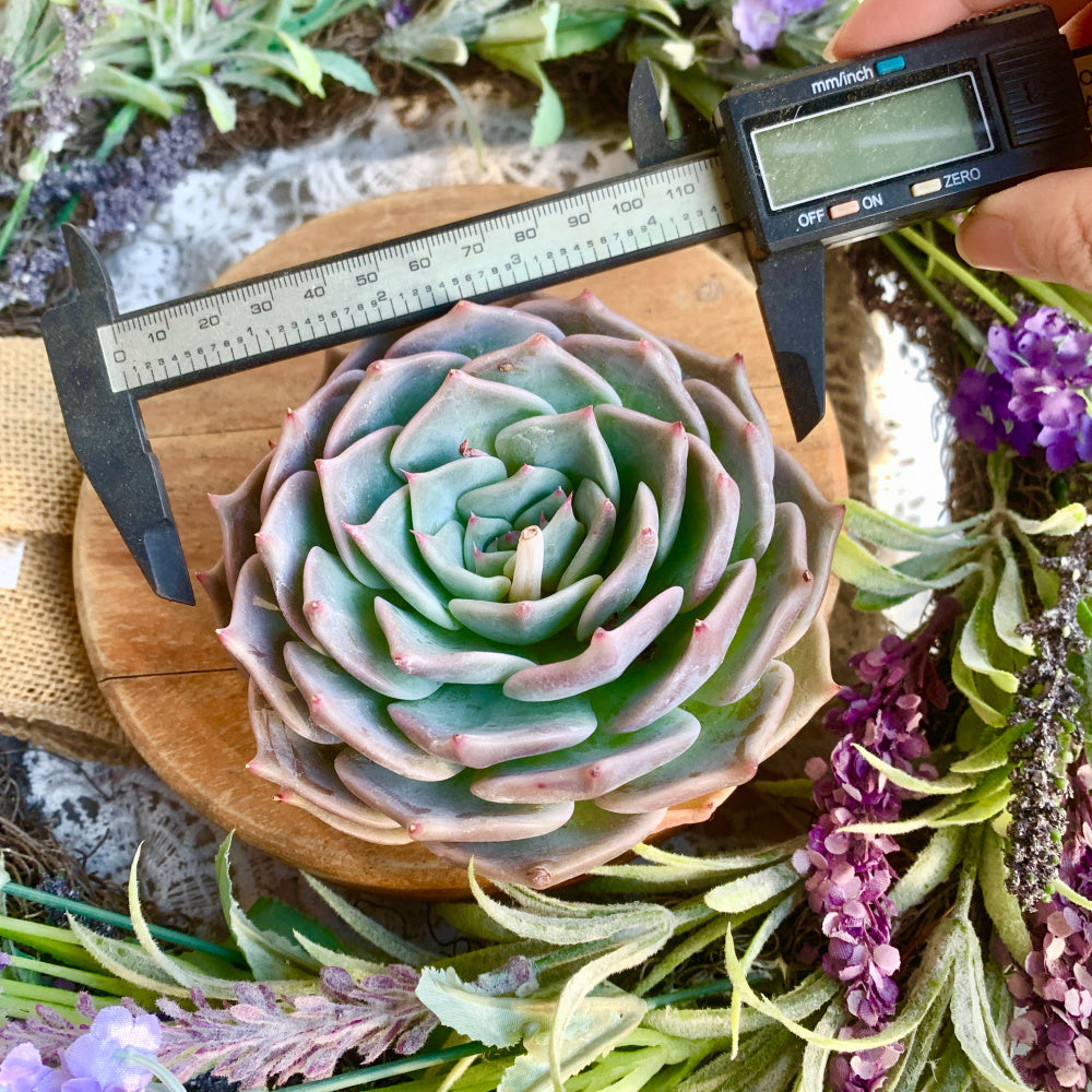Echeveria 'Cupid' - Single Diameter Approx. 4"