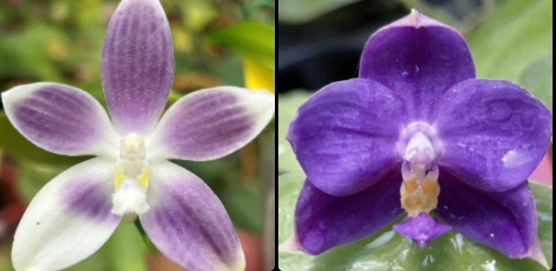 Phalaenopsis (speciosa  x (Penang Jewel X (Yaphon Super Jaguar x Samera)) ‘Full Blue’)