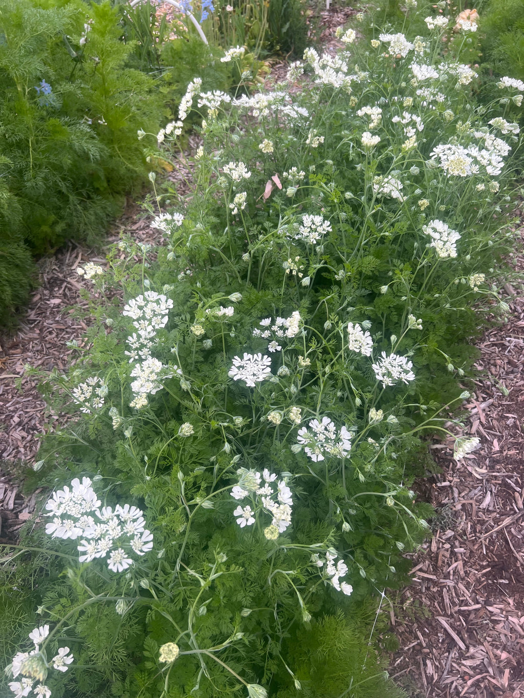 Orlaya seeds