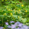 Yellow Trillium Bulbs - Trillium luteum - Woodland Wildflower, Shade Garden Perennial, Native Spring Bloomer