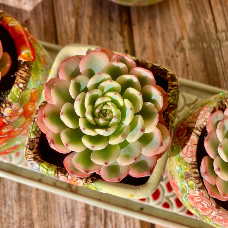 Rare Geometric Rosette Succulent - Echeveria 'Minima' Variegata - Drought-tolerant Plant Popular for Beginners and Collectors