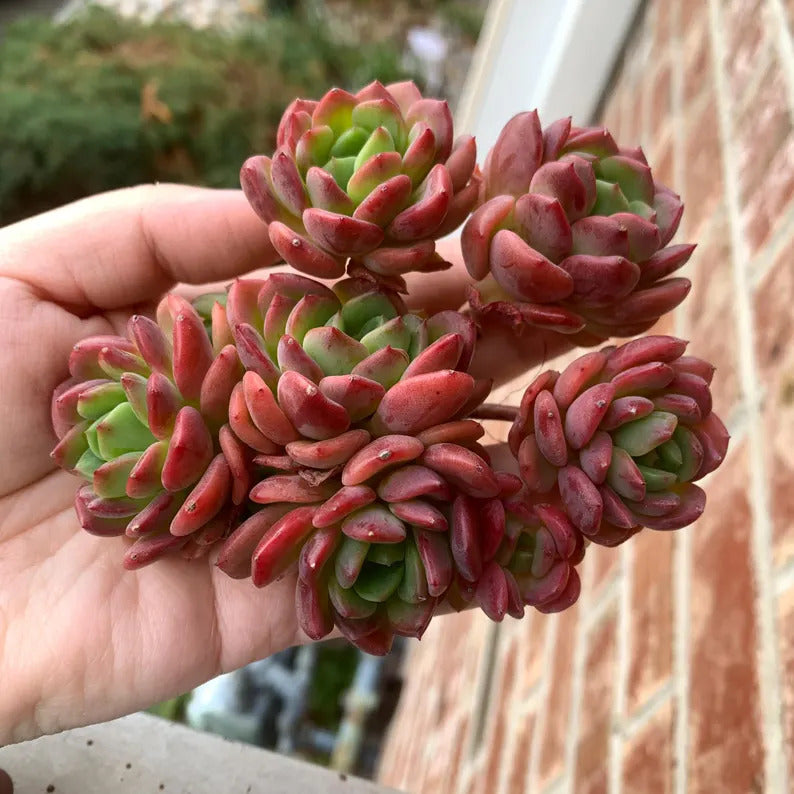 Echeveria 'Fanta' Pink Orange Live Plant