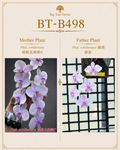 Phalaenopsis schilleriana (Super Polar Bear E x F21)