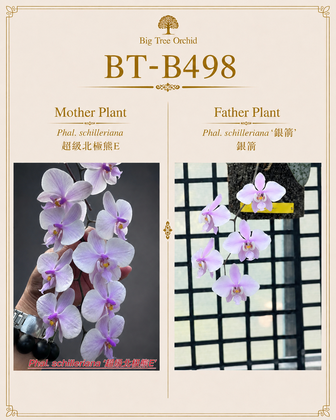 Phalaenopsis schilleriana (Super Polar Bear E x F21)