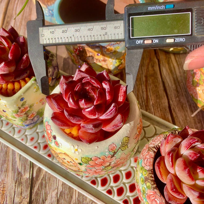 Echeveria 'Daredevil' - 1.8"-2.2" Sculptural Rosette Succulent Live Plant