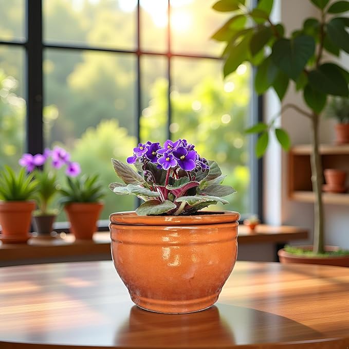 African Violet Pots Self Watering Round Ceramic Violet Pot (Orange, 6 inch)