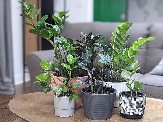 Premium ZZ Plant Ultra-Performance Potting Mix - Proven Formula for Thriving Zamioculcas - Enhances Elegance and Vigorous Growth - 1 Quart
