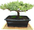 Live Dwarf Juniper Bonsai Tree 15+Years Old | Juniper or Jade Bonsai Tree | Indoor/Outdoor | 100% Handcrafted| Home and Office Décor | Best Gift for Holiday (style4)