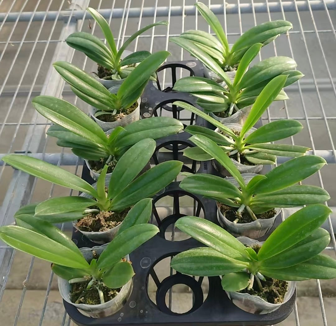 Phalaenopsis pantherina alba 'YL'