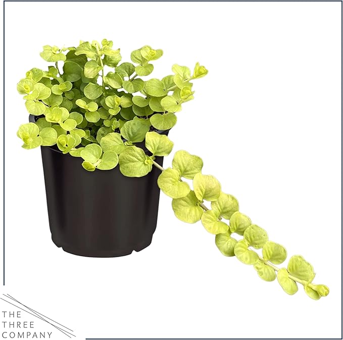 Live Lysimachia Plant - Creeping Jenny (4 Plants Per Pack) - Healthy Trailing Plant - Beautiful Spring Accent - 6" Tall by 4" Wide in 1 Pint Pot