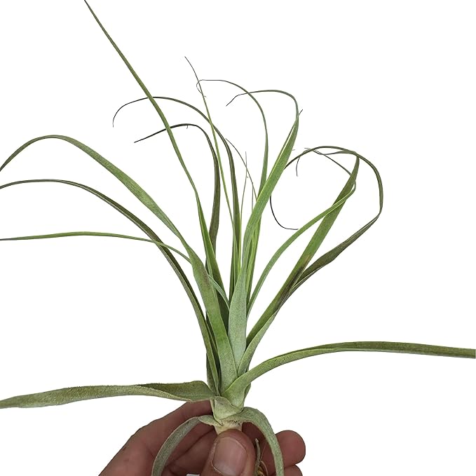 Air Plants - Tillandsia Straminea Jumbo 6-9" - 2ct - Live Arrival Guaranteed - House Plants for Home Decor & Gift