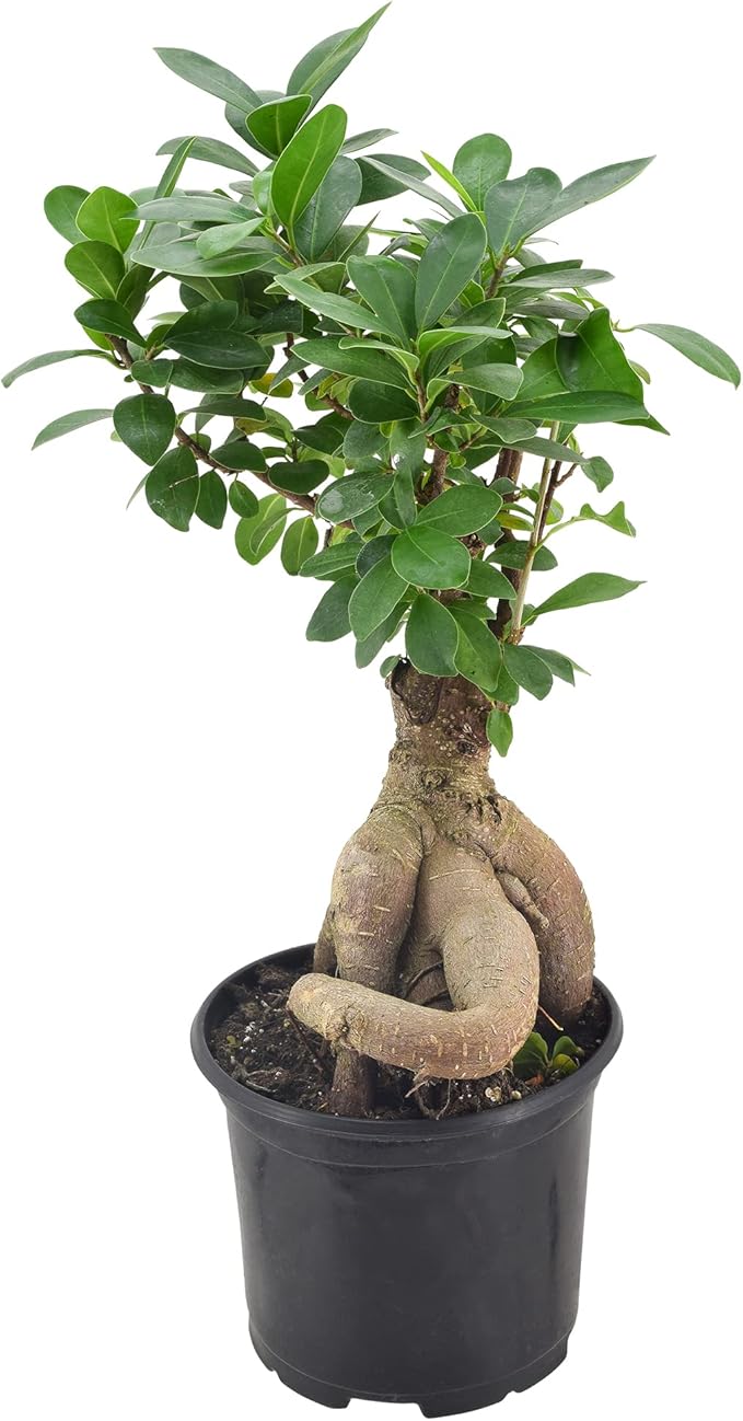 Arcadia Garden Products LV62 Ginseng Ficus Live Indoor Bonsai Plant in 6 in. Plastic Grower Pot, 6 Inch, Green *Sold by Amazon and Arcadia Garden Products*