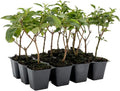 12 Dallas Red Lantana | Live Plants in 2.5-inch Nursery Cubes | Lantana Camara 'Dallas Red' Variety | Hardy Evergreen Perennial Shrub | Fiery Vibrant Blooms for Home & Garden