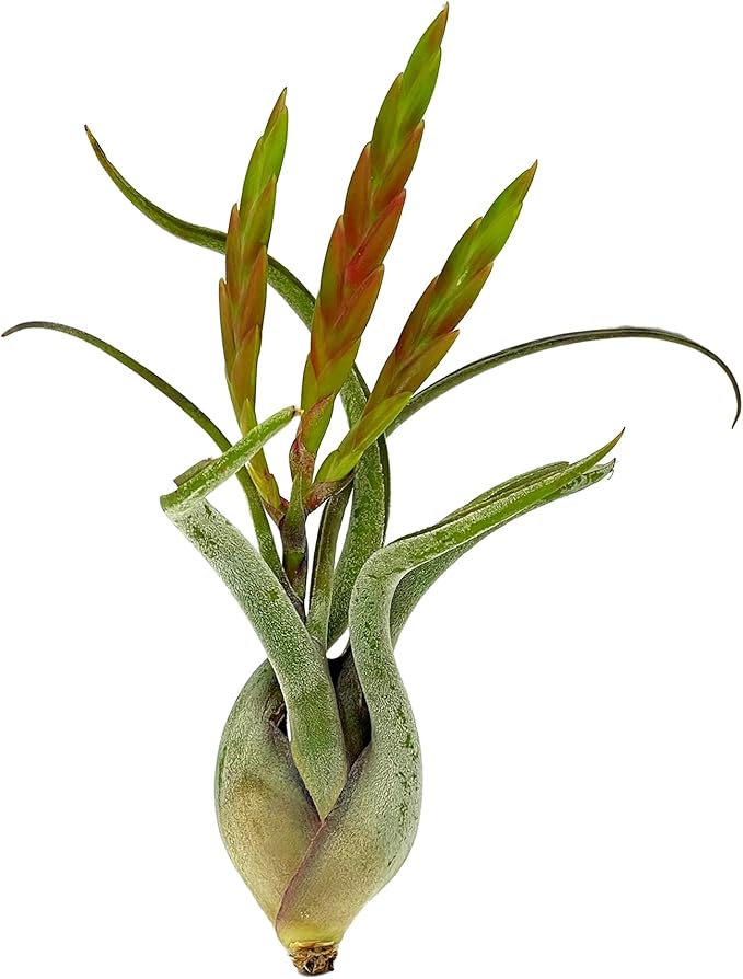 Air Plants - Flowering Tillandsia Caput Medusae, Large 5-7" - 2ct - Live Arrival Guaranteed - House Plants for Home Decor & Gift