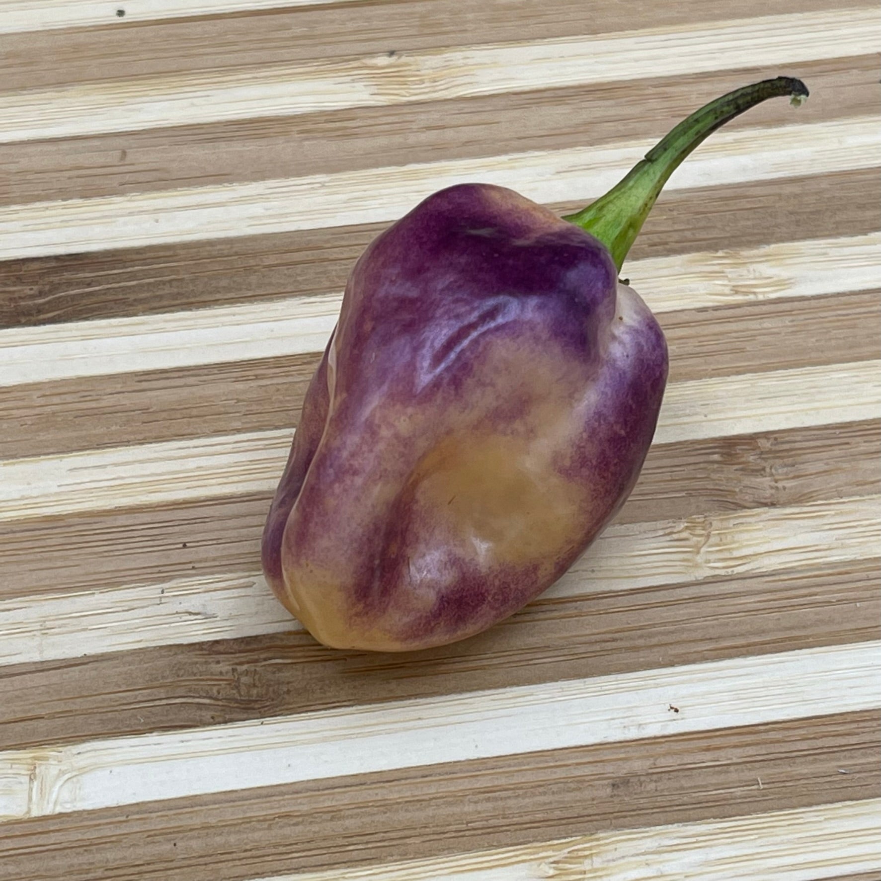 M.A.M.P. Purple BerryGum - Seeds