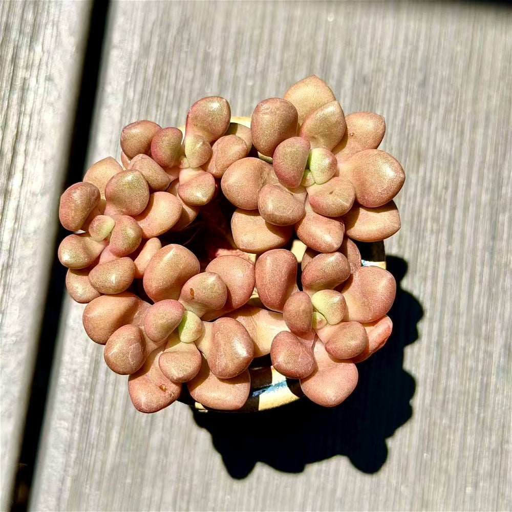 xGraptoveria 'Avant-garde' Clump-forming - 3-6 Heads Succulents Approx. 3"-3.5" in Diameter