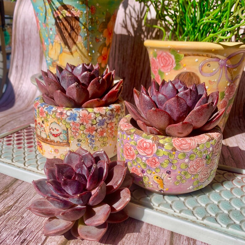 Rare and Striking Succulent - Echeveria 'Black Mamba' - “The Mamba Mentality” is like Los Angeles at 4 a.m.