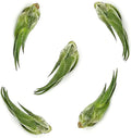 Air Plants - Tillandsia Seleriana, Large 4-6" - 5ct - Live Arrival Guaranteed - House Plants for Home Decor & Gift