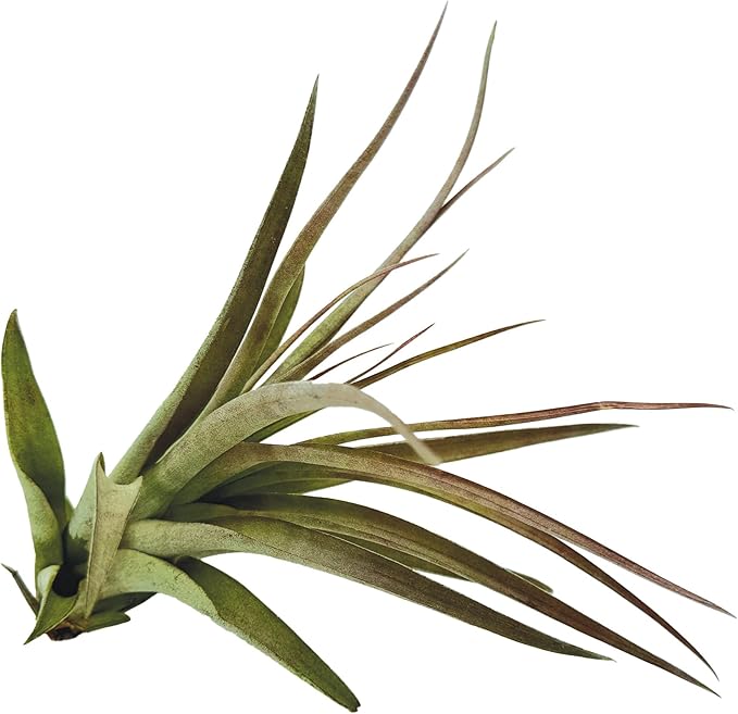 Air Plants - Tillandsia Brachycaulos Multiflora, Jumbo 5-7" - 5 ct - Live Arrival Guaranteed - House Plants for Home Decor & Gift