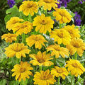 Outsidepride Yellow Torch Mexican Sunflower Seeds - 500 Pcs Annual, Easy-to-Grow, Yellow Tithonia Speciosa Flower Seeds w/Drought-Tolerant Blooms for Pollinator Gardens & Vibrant Summer Landscaping