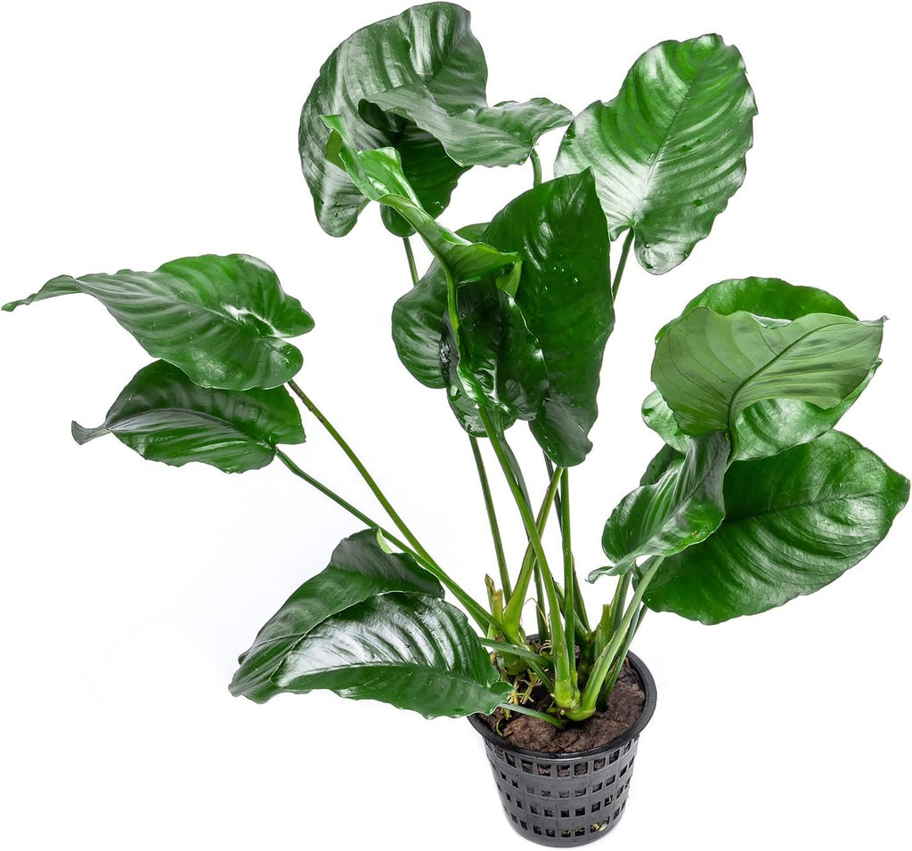 Anubias Live Aquarium Plants - Potted Freshwater Plant for Fish Tanks, Terrariums - Beginner Friendly Low Light (Barteri Broad Leaf, Mother Plant)