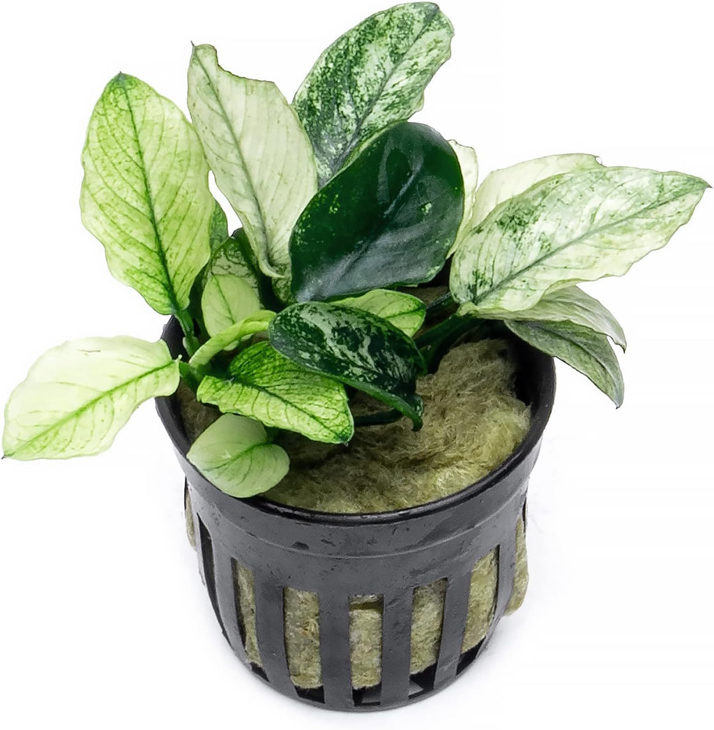 Anubias Live Aquarium Plants - Potted Freshwater Plant for Fish Tanks, Terrariums - Beginner Friendly Low Light (Nana Pinto, 1 Pot)