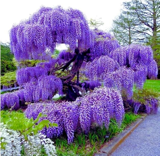 Blue Moon Wisteria Vine - Massive Foot Long Fragrant Flowers - Attract Hummingbirds - 2 - Year Plant