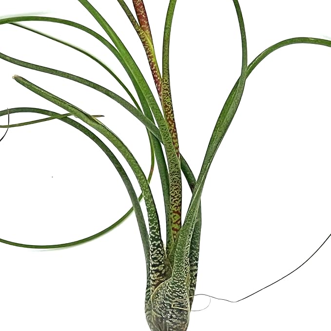 Live Air Plants - Tillandsia Butzii, Jumbo 7-9" - 3ct - Live Arrival Guaranteed - House Plants for Home Decor & Gift
