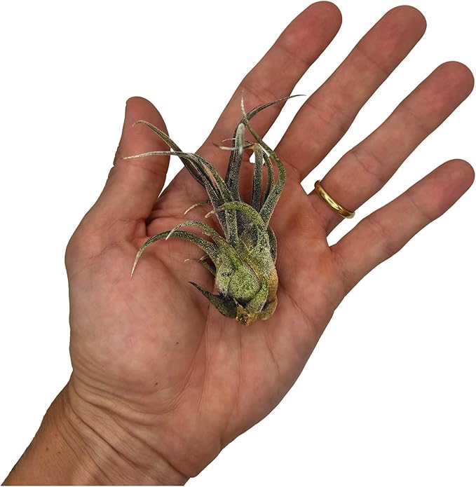 Air Plants - Tillandsia Pruinosa, Large 3-5" - 1ct - Live Arrival Guaranteed - House Plants for Home Decor & Gift