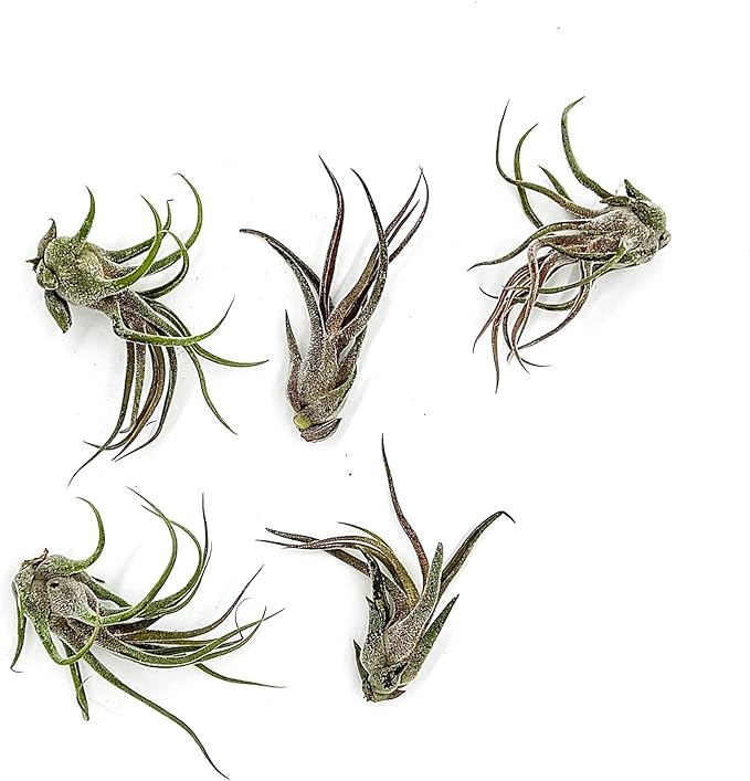 Air Plants - Tillandsia Pruinosa, Large 3-5" - 5ct - Live Arrival Guaranteed - House Plants for Home Decor & Gift