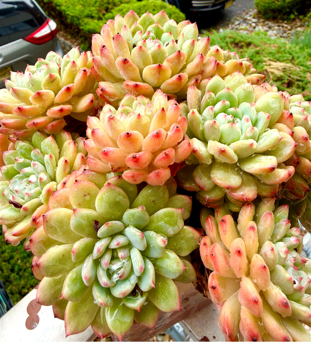 Echeveria 'Hani' 7"-7.5" Collector Succulent - One-of-a-Kind - Exact Plant Shown Rare Live Plant