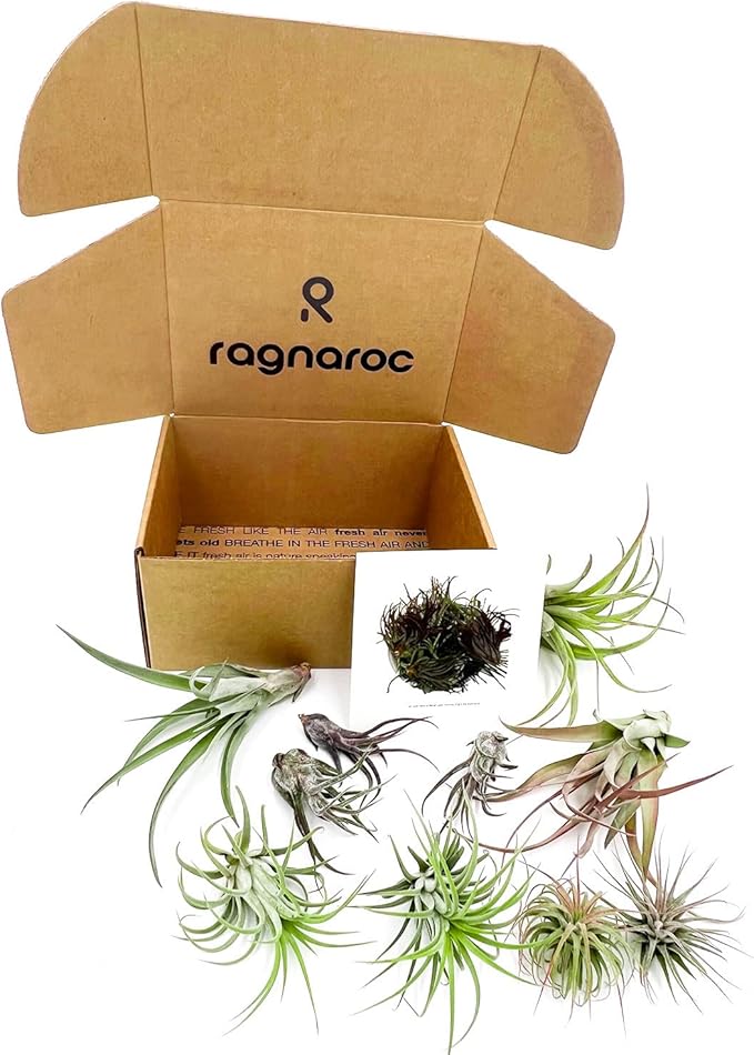 Air Plants - Freyja Gift Box - 10ct - Live Arrival Guaranteed - House Plants for Home Decor & Gift