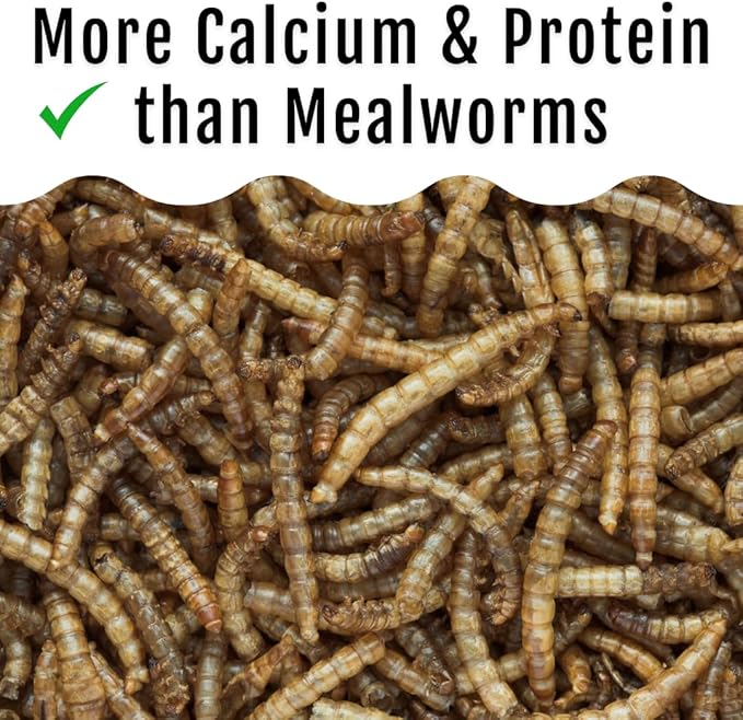 Grub Fuel Black Soldier Fly Larvae for Chickens - Nutrient-Packed BSFL, Sustainably Sourced Snack for Poultry, Rich in Protein, Calcium, Fiber, Essential Fatty Acids, USA Grown (1LB)