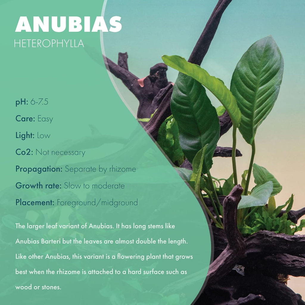 Anubias Live Aquarium Plants - Potted Freshwater Plant for Fish Tanks, Terrariums - Beginner Friendly Low Light (Heterophylla, Mother Plant)