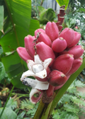 Pink Banana (Musa vulpina)