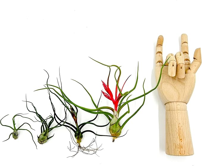 Air Plants - Flowering Tillandsia Bulbosa Belize, Giant 7-9" - 5ct - Live Arrival Guaranteed - House Plants for Home Decor & Gift