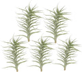 Live Air Plants - Tillandsia Albida 7-12" - 5ct – ragnaroc Live Indoor Plant - Live Arrival Guaranteed - House Plants for Home Decor & Gift