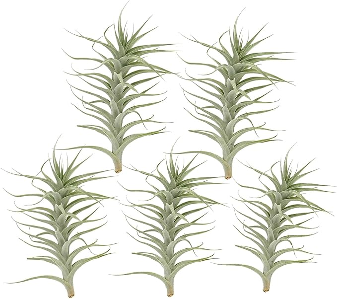 Live Air Plants - Tillandsia Albida 7-12" - 5ct – ragnaroc Live Indoor Plant - Live Arrival Guaranteed - House Plants for Home Decor & Gift