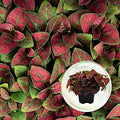 Polka Dot Plant (4-Pack) - Live Houseplants, Small Indoor Plants, Hypoestes Red - Colorful, Air-Purifying House Plants