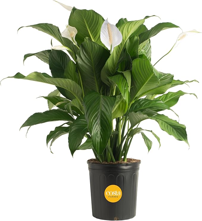 Costa Farms Spathiphyllum Peace Lily Live Indoor Plant, 3-Foot