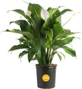 Costa Farms Spathiphyllum Peace Lily Live Indoor Plant, 3-Foot