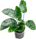 Anubias Live Aquarium Plants - Potted Freshwater Plant for Fish Tanks, Terrariums - Beginner Friendly Low Light (Nana, 3 Pots)