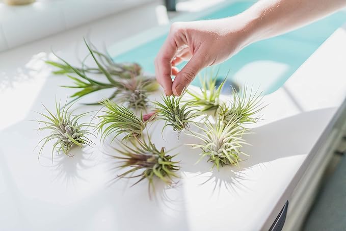 Air Plants Ionantha Mexican - Colors and Shape Varies Due to Seasonality-Live Tillandsia Succulent House Plants - Available in Wholesale and Bulk - Home and Garden Decor-Easy Care Plants (Pack of 5)