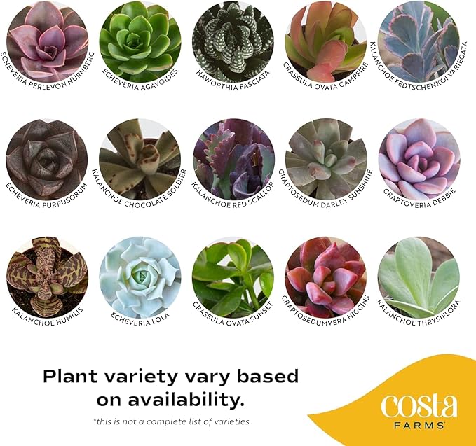 Costa Farms Succulent Plant, Live Indoor Mini Succulent Plant in Cute Succulents Plant Pot, Potting Soil Mix, Grower's Choice, Easy Grow Houseplant, Tabletop, Office, Room Decor, 2-Inches Tall