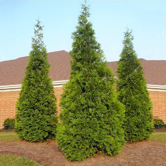 Brighter Blooms - Thuja Green Giant, 4-5 Feet - Live Plant - No Shipping to AK, AZ, HI, OR