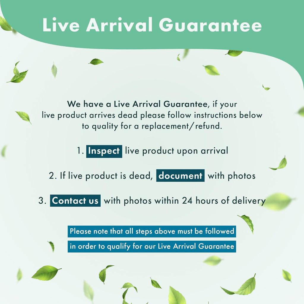 Anubias Live Aquarium Plants - Potted Freshwater Plant for Fish Tanks, Terrariums - Beginner Friendly Low Light (Glabra, 1 Pot)