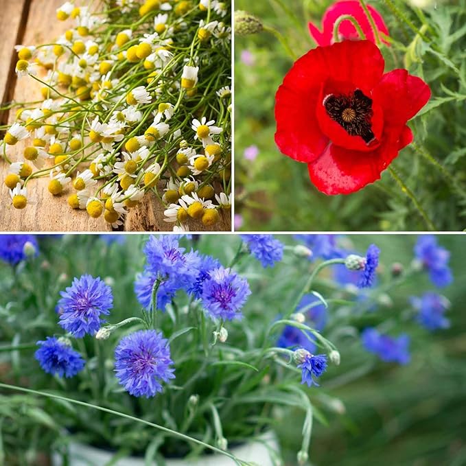 Eden Brothers Field of Dreams Flower Mixed Seeds for Planting, 5 lb, 2,400,000+ Seeds with German Chamomile, Cornflower | Attracts Pollinators, Plant in Spring or Fall, Zones 3, 4, 5, 6, 7, 8, 9, 10